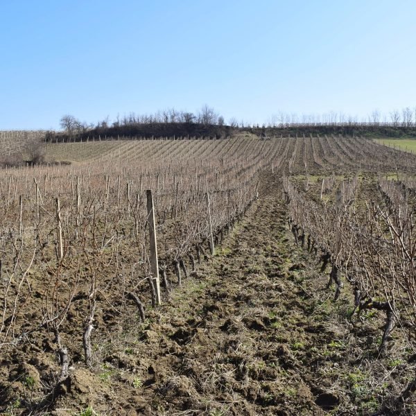 152840649_2897544777155772_505133325581010043_n